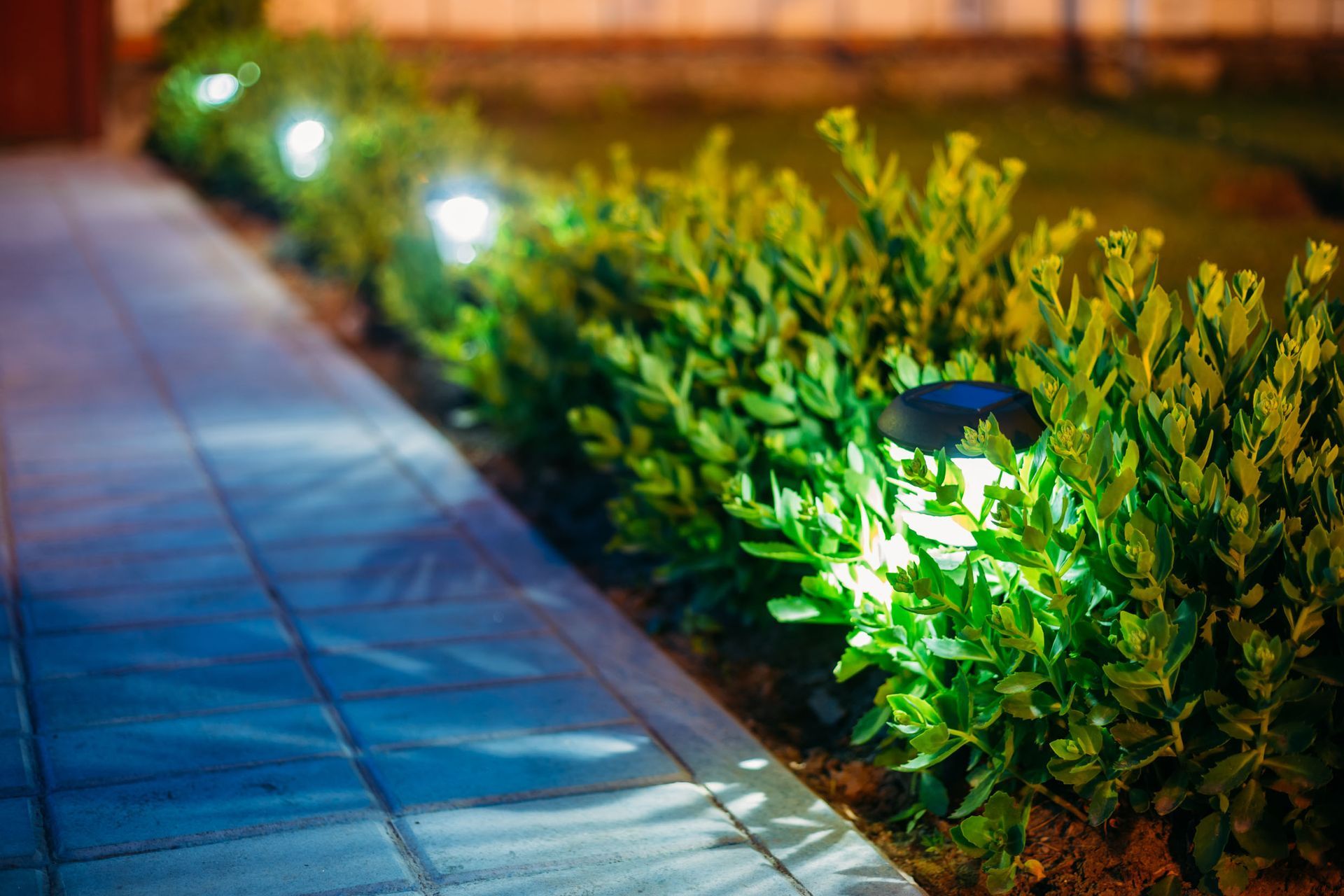 A row of plants with lights on them in a garden at night.