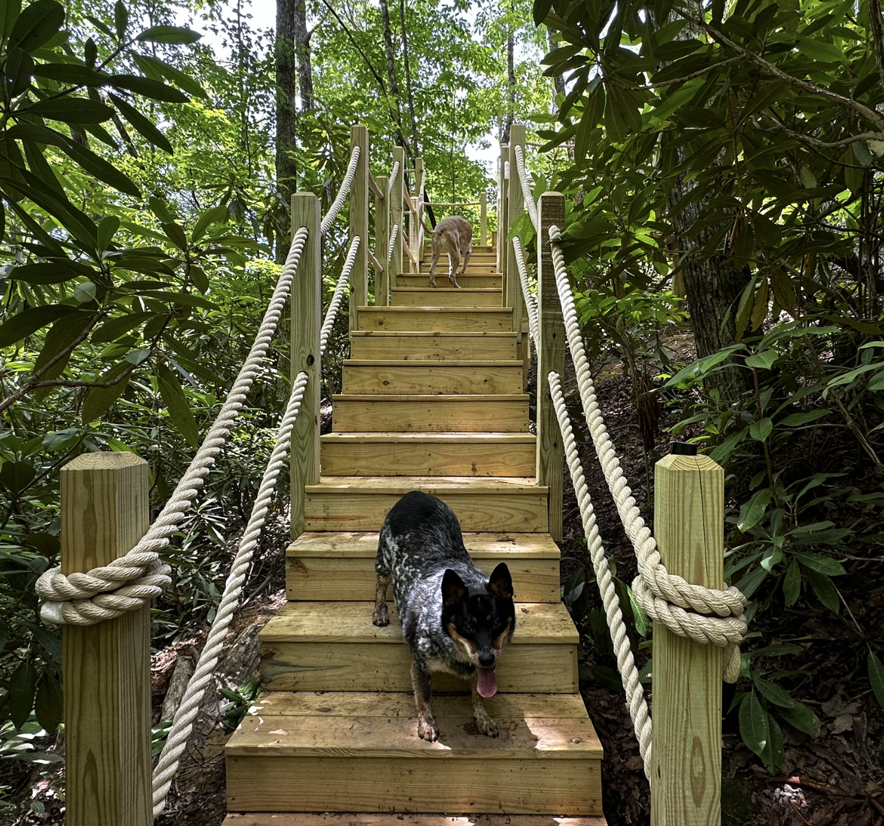 A dog is walking up a set of wooden stairs in the woods.