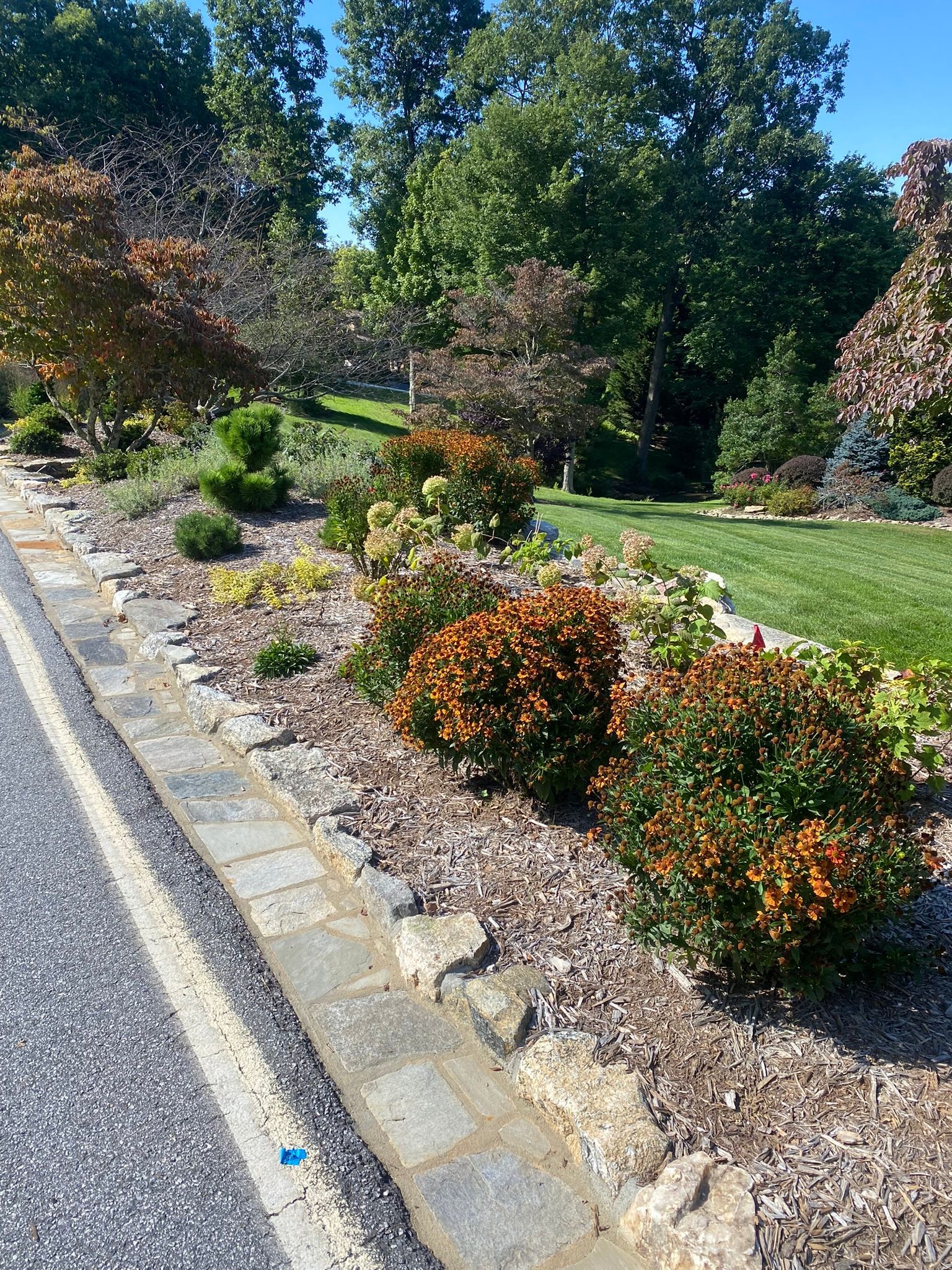 A row of bushes and trees along the side of a road.