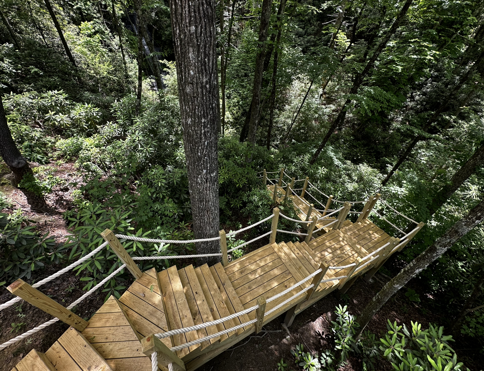 A wooden staircase leading up to a tree in the middle of a forest.