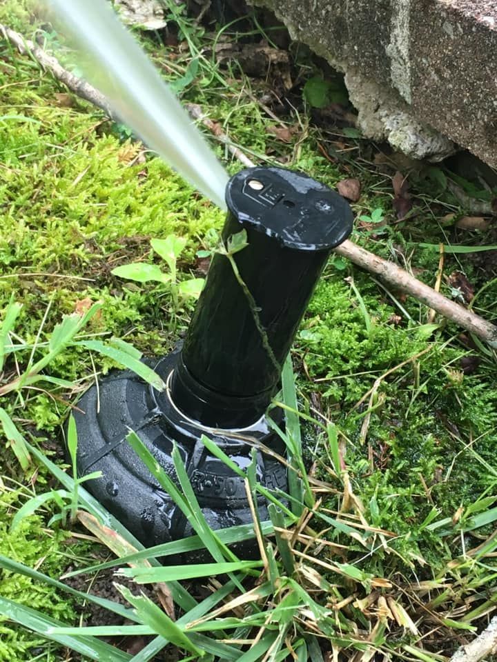 Water spraying from a black sprinkler head in a grassy yard.