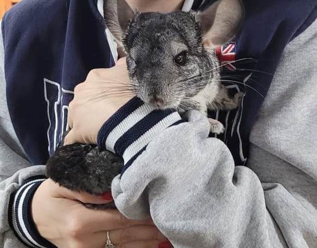 A person is holding a chinchilla in their arms.