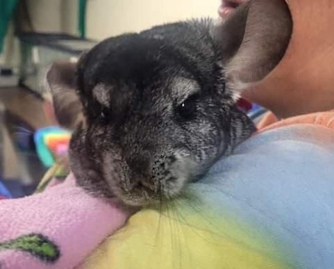 A person is holding a chinchilla in their arms.