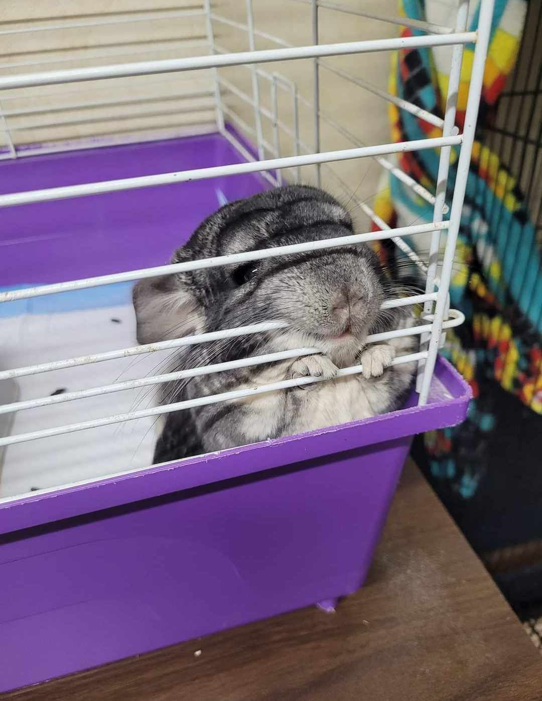 A chinchilla is sleeping in a purple cage.