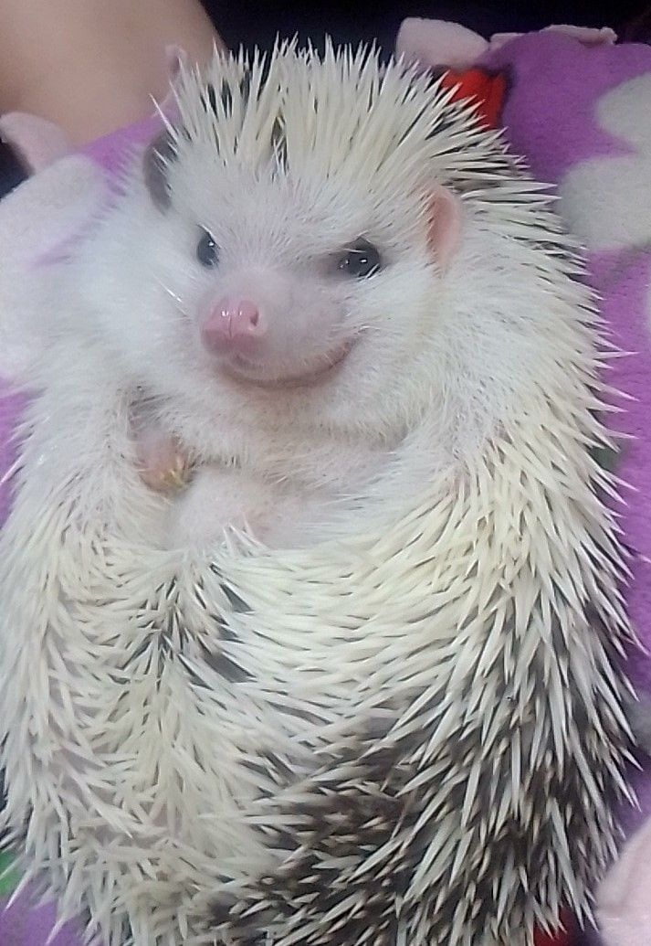 Curled hedgehog