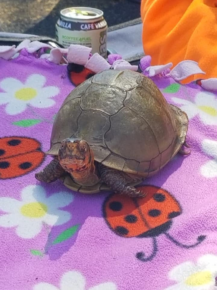 A turtle is laying on a blanket with ladybugs on it