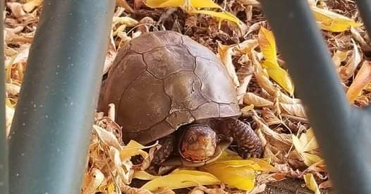 A small turtle is sitting on top of a pile of leaves.