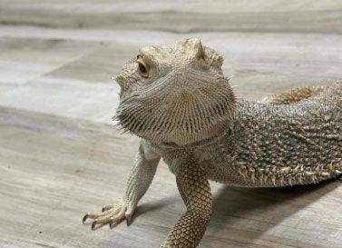 A bearded dragon with textured, tan-colored scales sits on a light-colored wooden floor, looking upward.