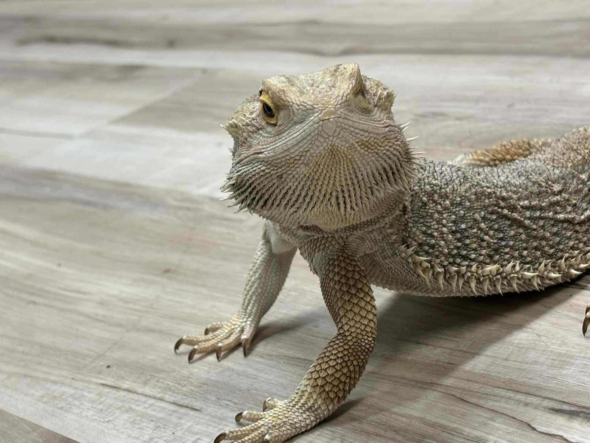 A light-colored bearded dragon is standing on a light-colored wood-look floor, looking off to the side.