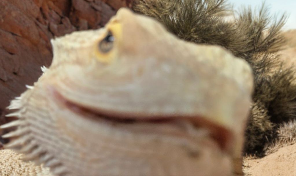 A close-up, slightly blurry view of a tan bearded dragon's face, appearing to smile in a rocky desert setting.