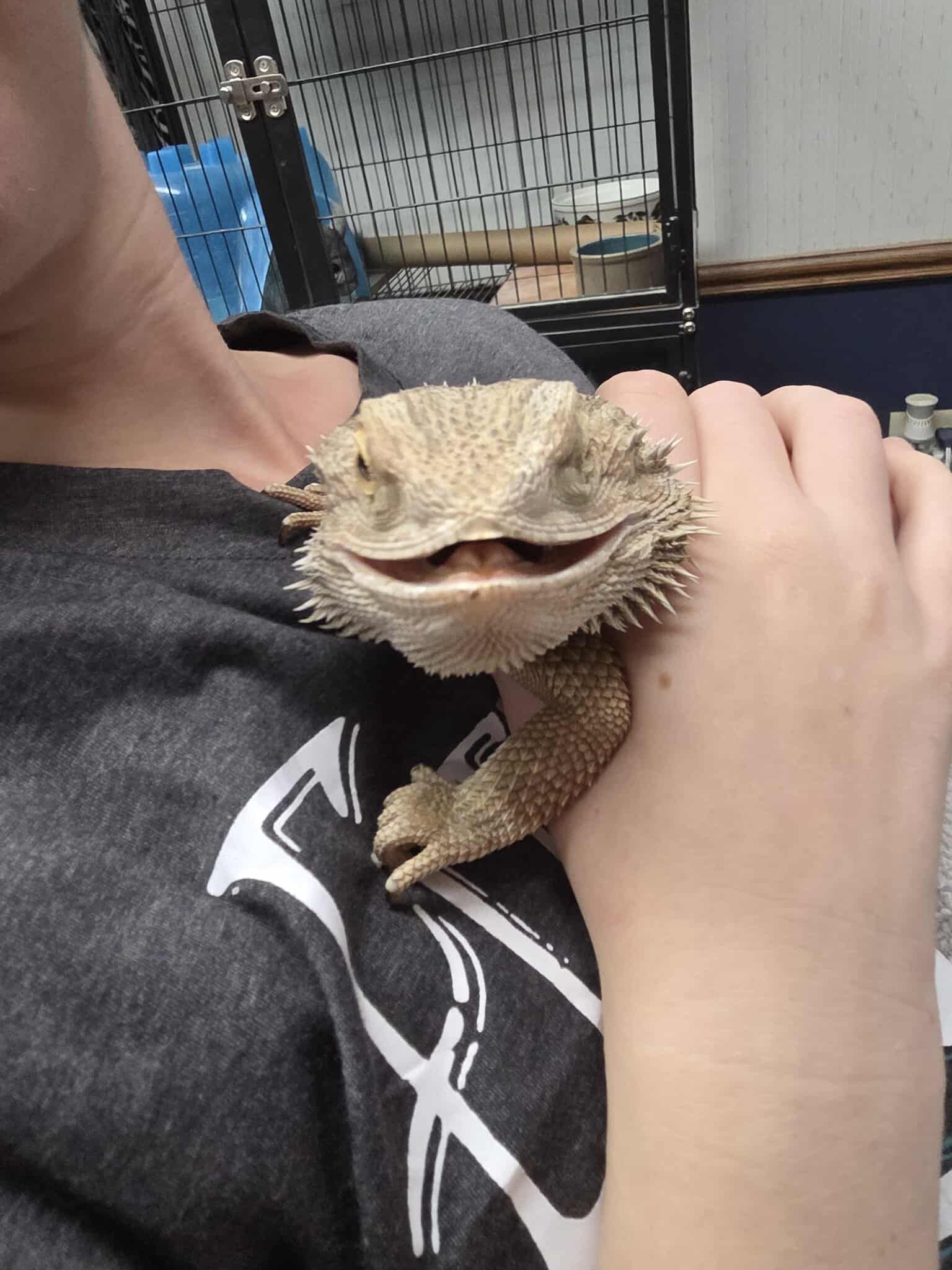A person holds a light-colored bearded dragon with its mouth slightly open, resting against their shoulder.