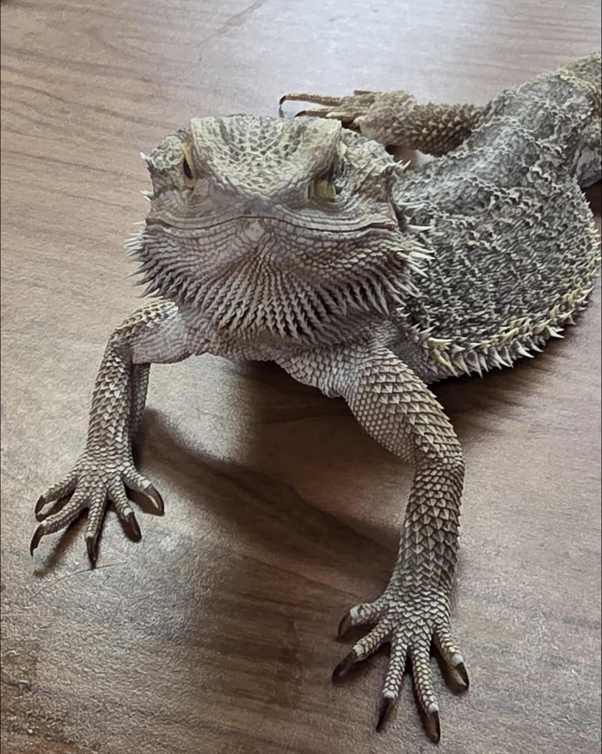 A close-up of a bearded dragon on a light-colored wooden surface, looking directly at the camera.