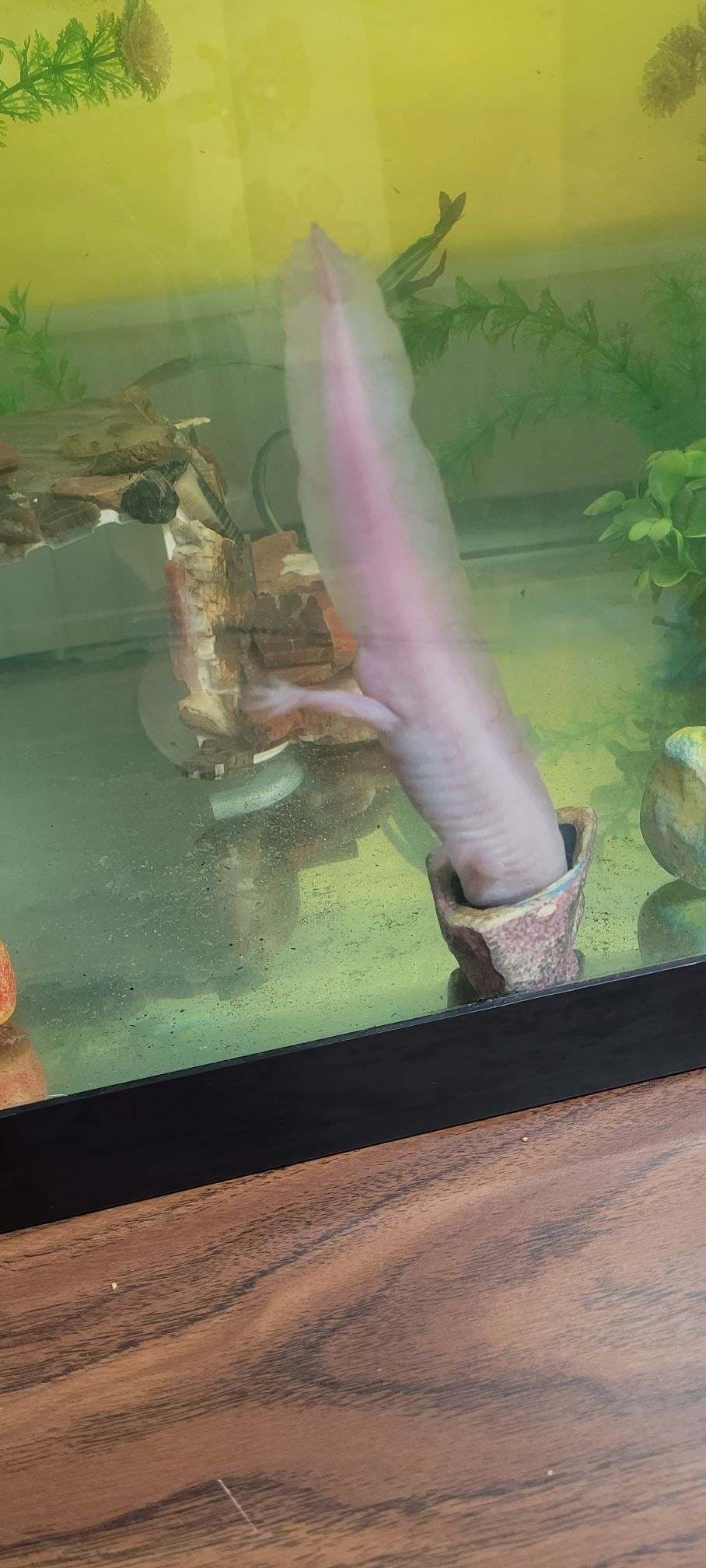 A close up of an axolotl in a tank on a wooden table.