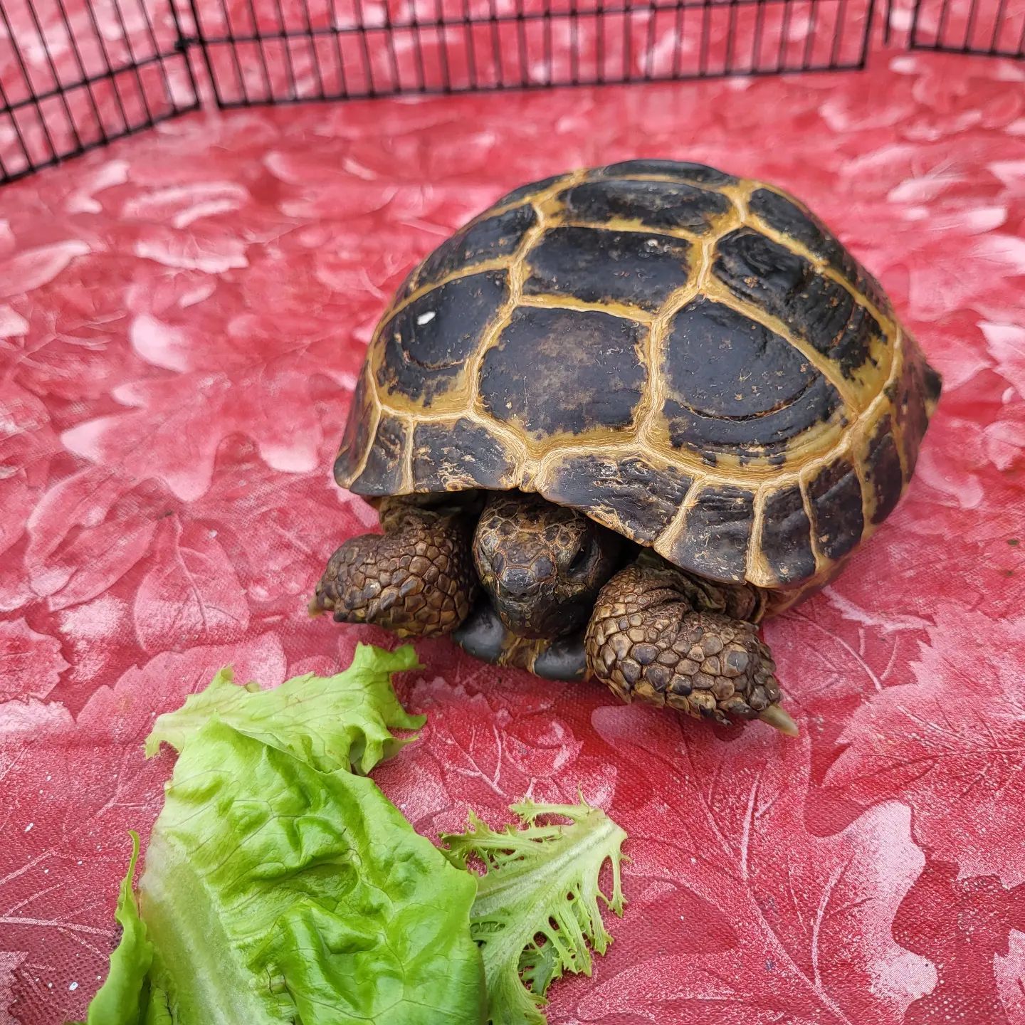 A small tortoise is eating a piece of lettuce on a red surface.