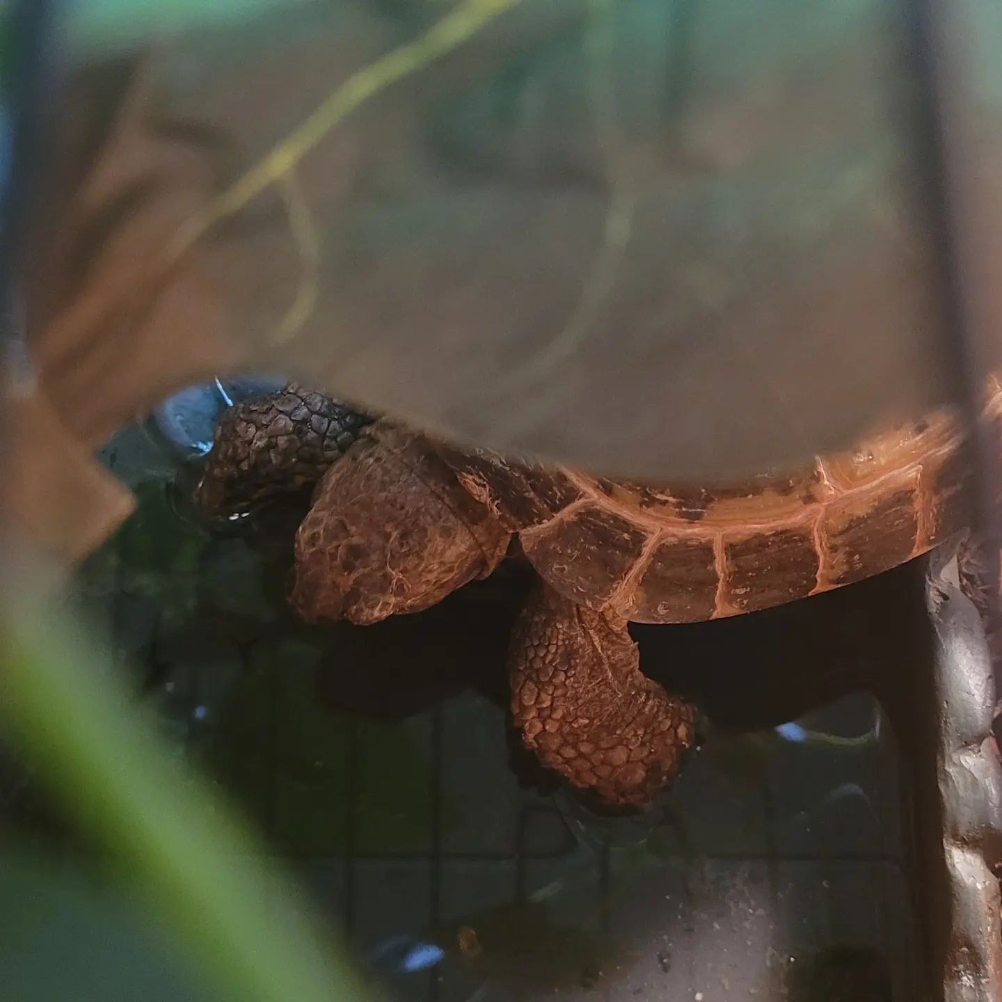 A turtle is swimming in a tank of water.