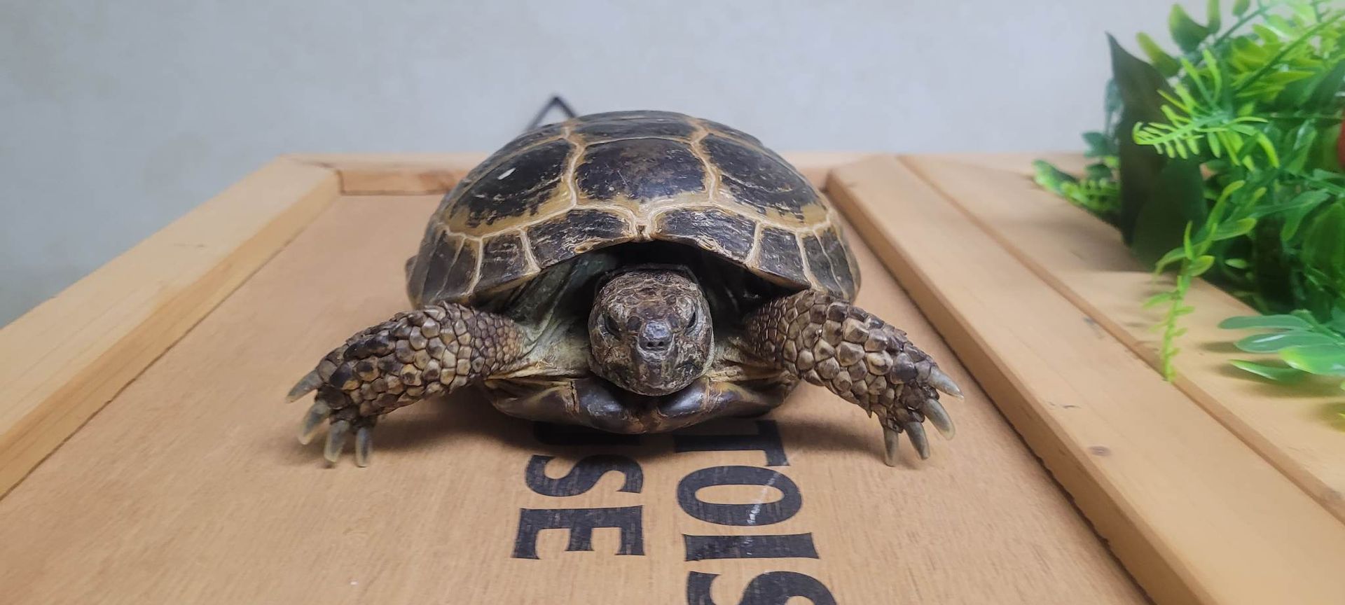 A small tortoise is sitting on top of a wooden box.
