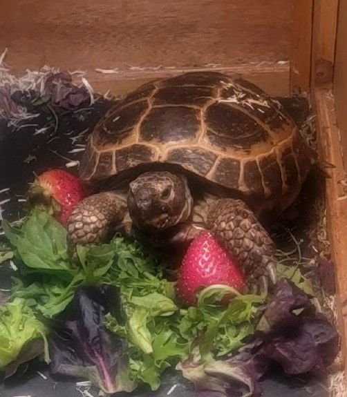 A turtle is sitting on top of a pile of lettuce and strawberries.