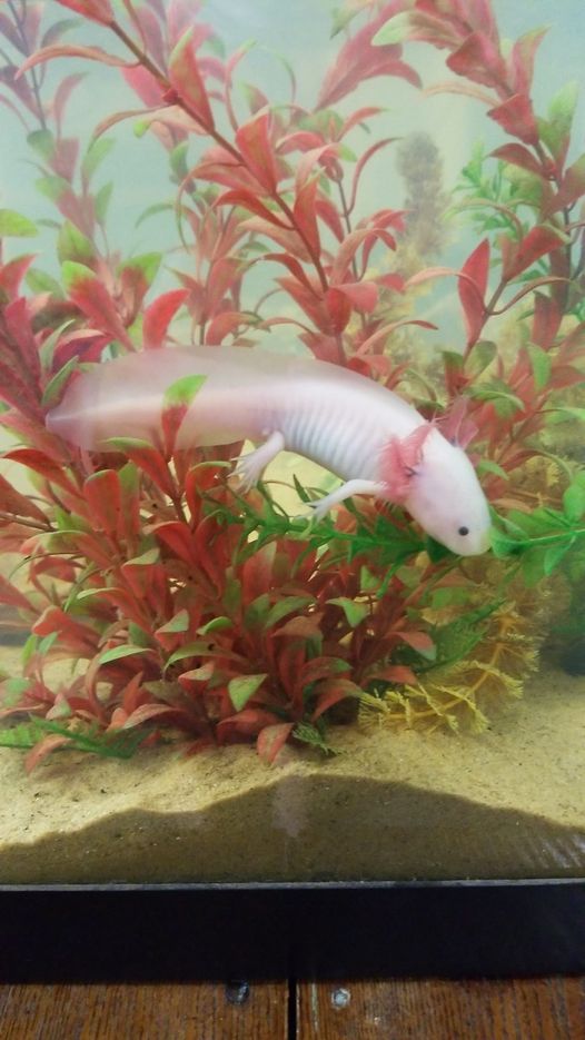 A white axolotl is swimming in a tank filled with red plants.