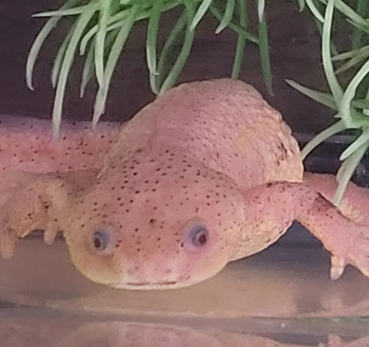A close up of a frog in a tank with plants.