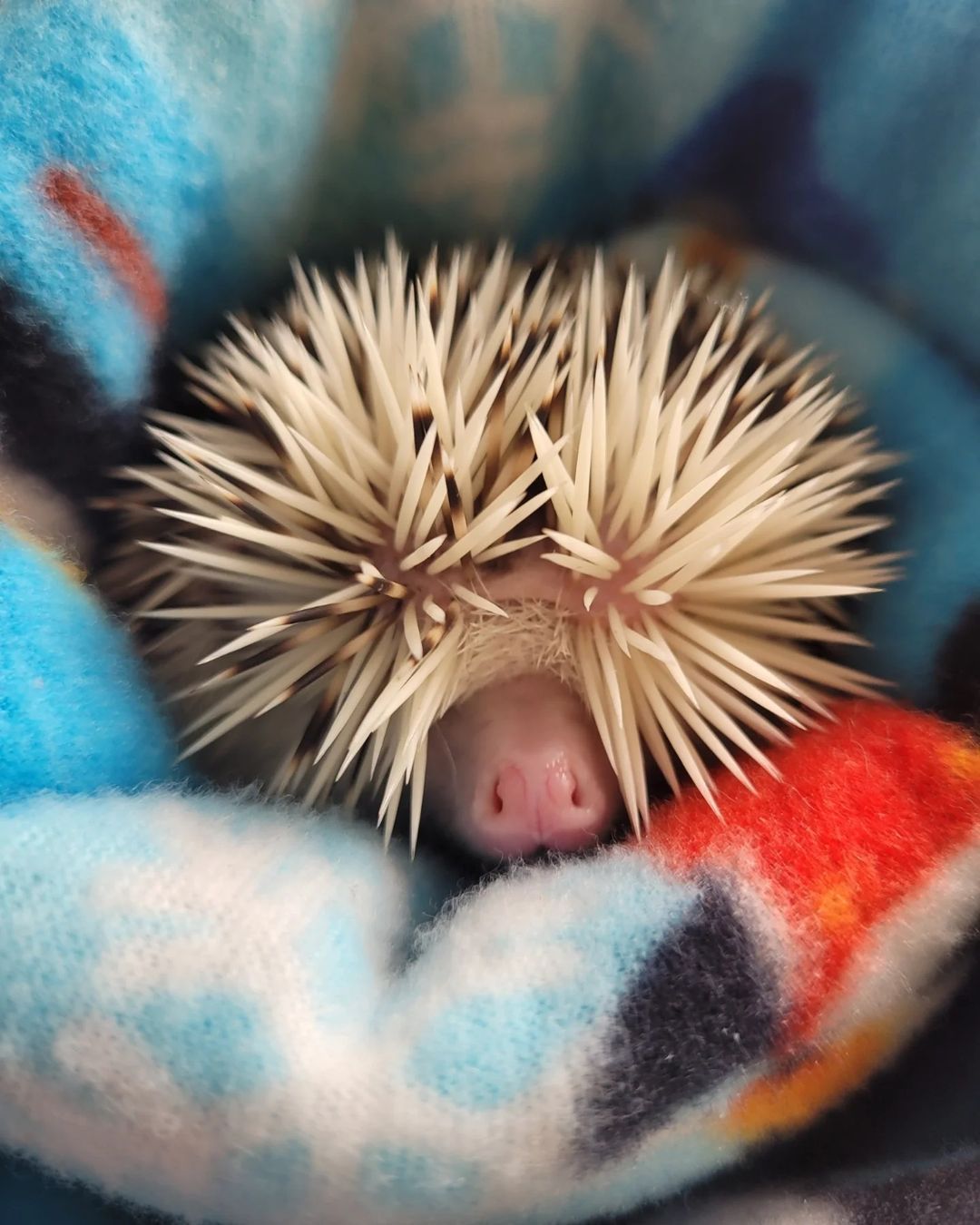 Tucked in hedgehog