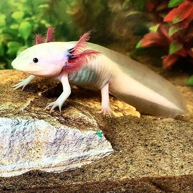 An axolotl is sitting on a rock in the sand