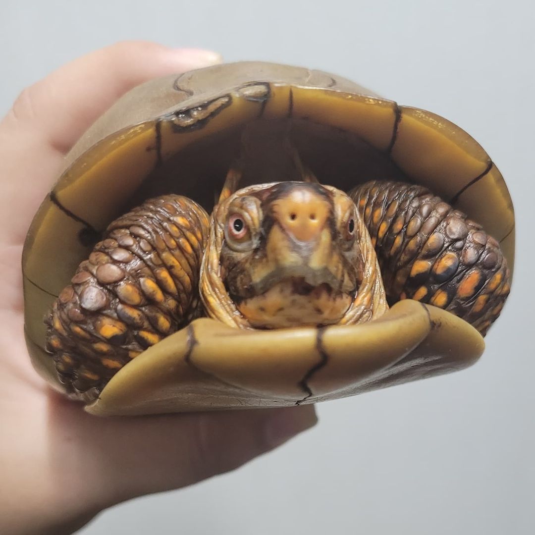 A person is holding a small turtle in their hand