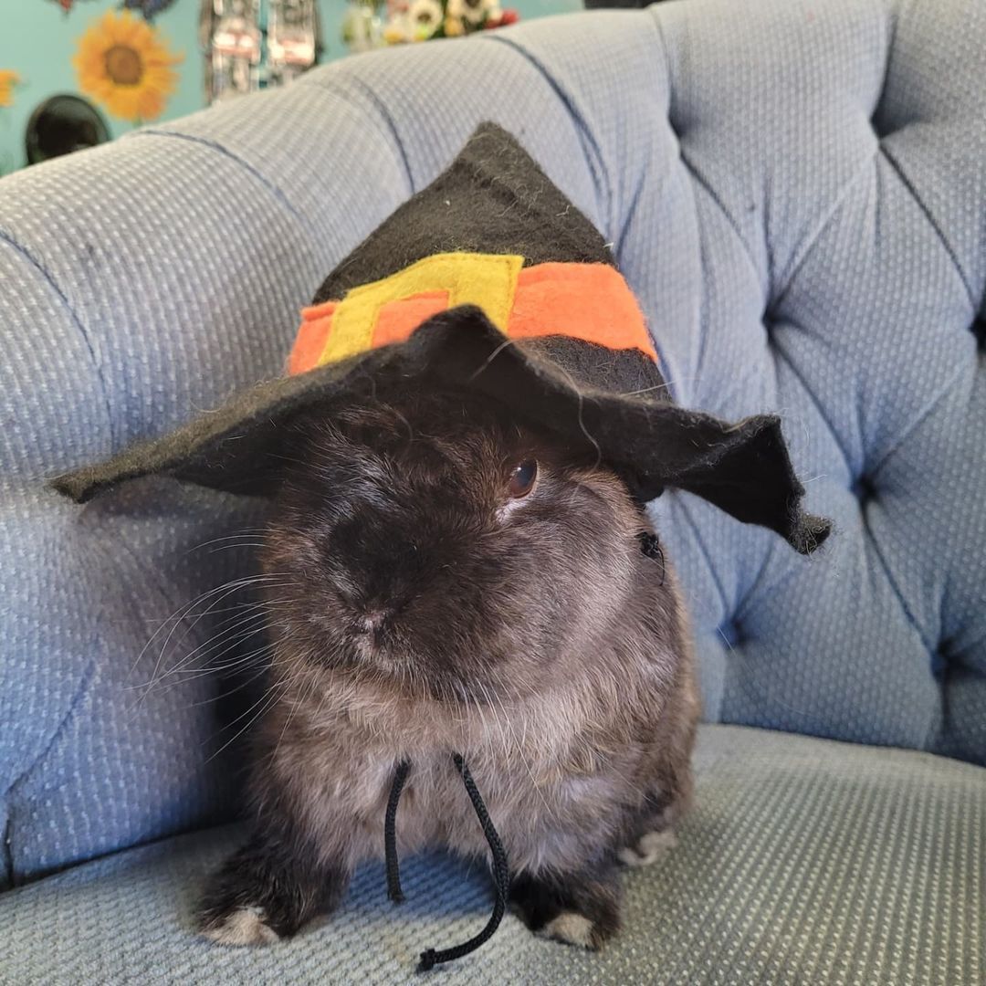 A small rabbit wearing a witch hat is sitting on a couch.