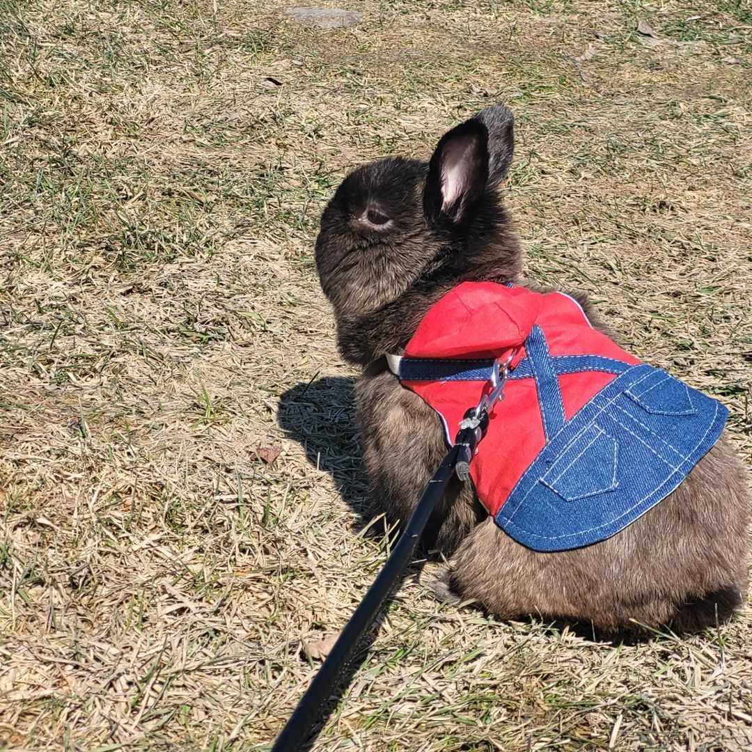 A rabbit is wearing a red and blue vest and harness.