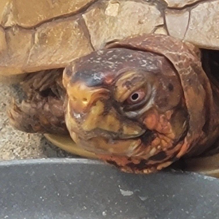 A close up of a turtle 's head looking at the camera