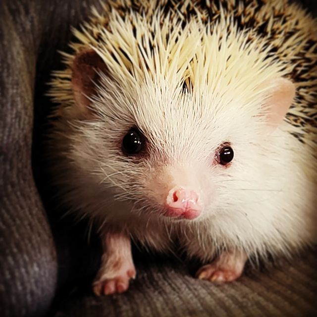 Cute hedgehog
