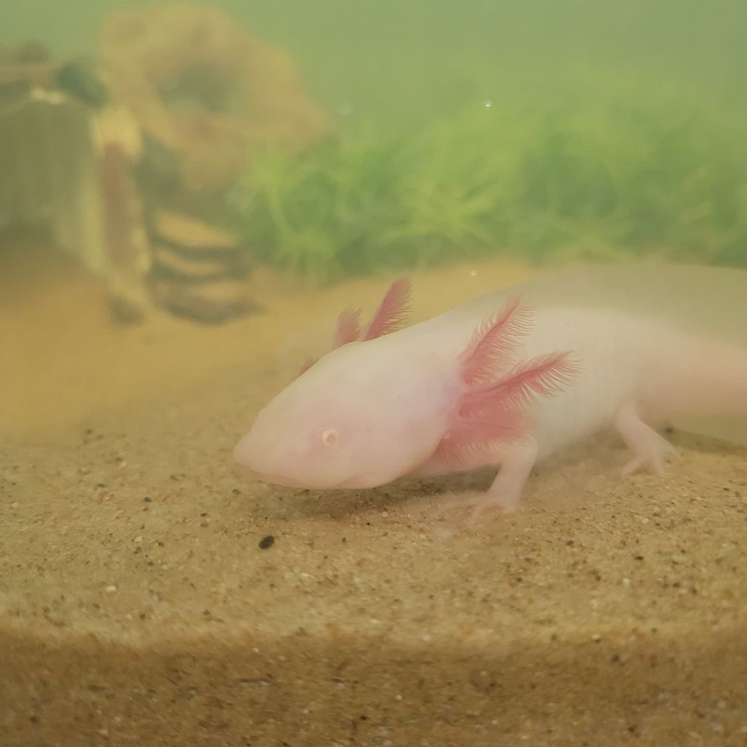 An axolotl is swimming in the sand in a tank.