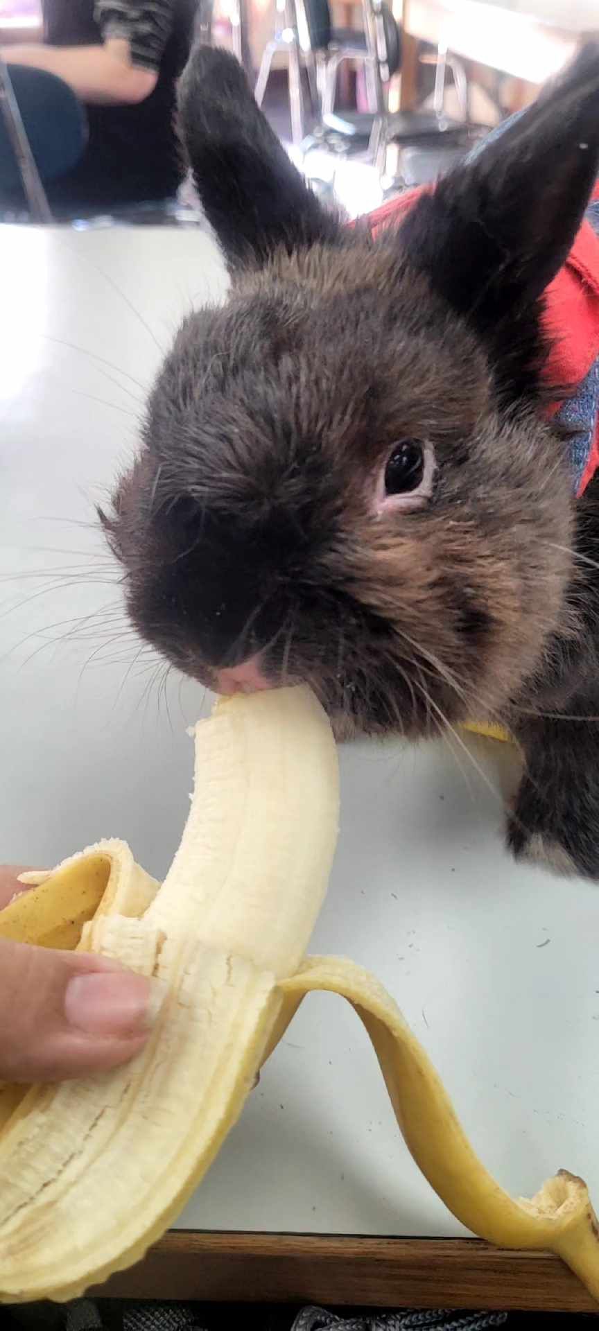 A rabbit is eating a banana on a table.
