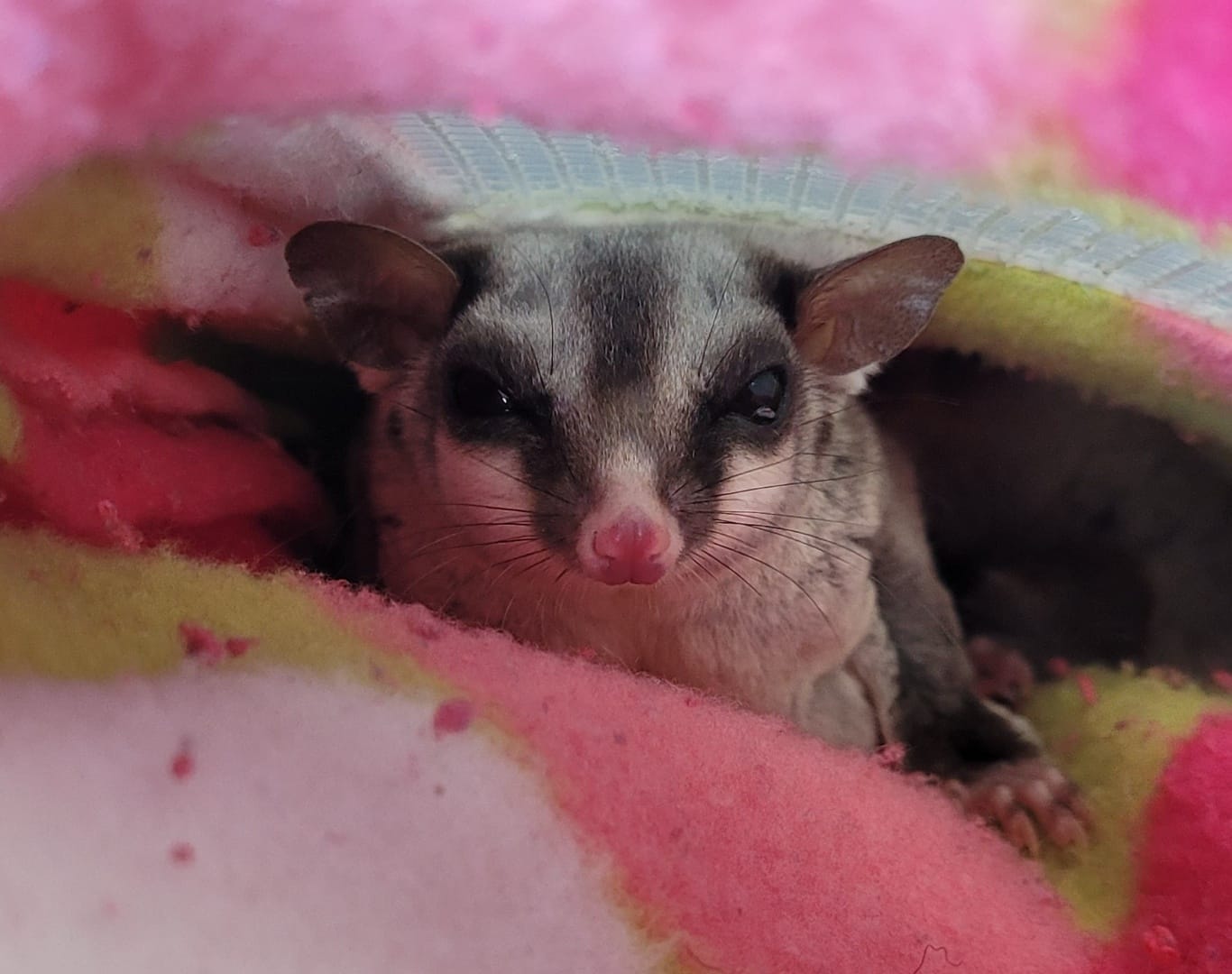 A sugar glider is sitting on a pink and yellow blanket.