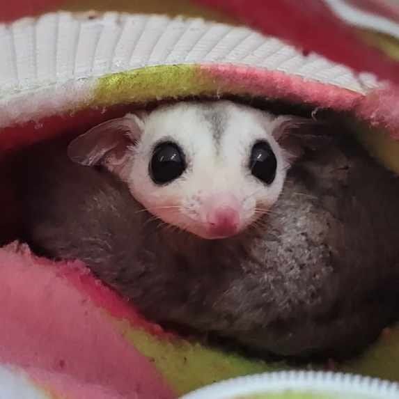 A close up of a sugar glider sitting in a blanket.