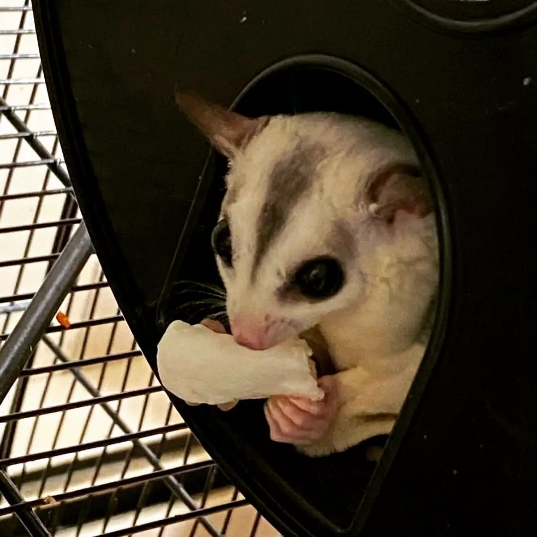 A sugar glider is looking out of a hole in a cage