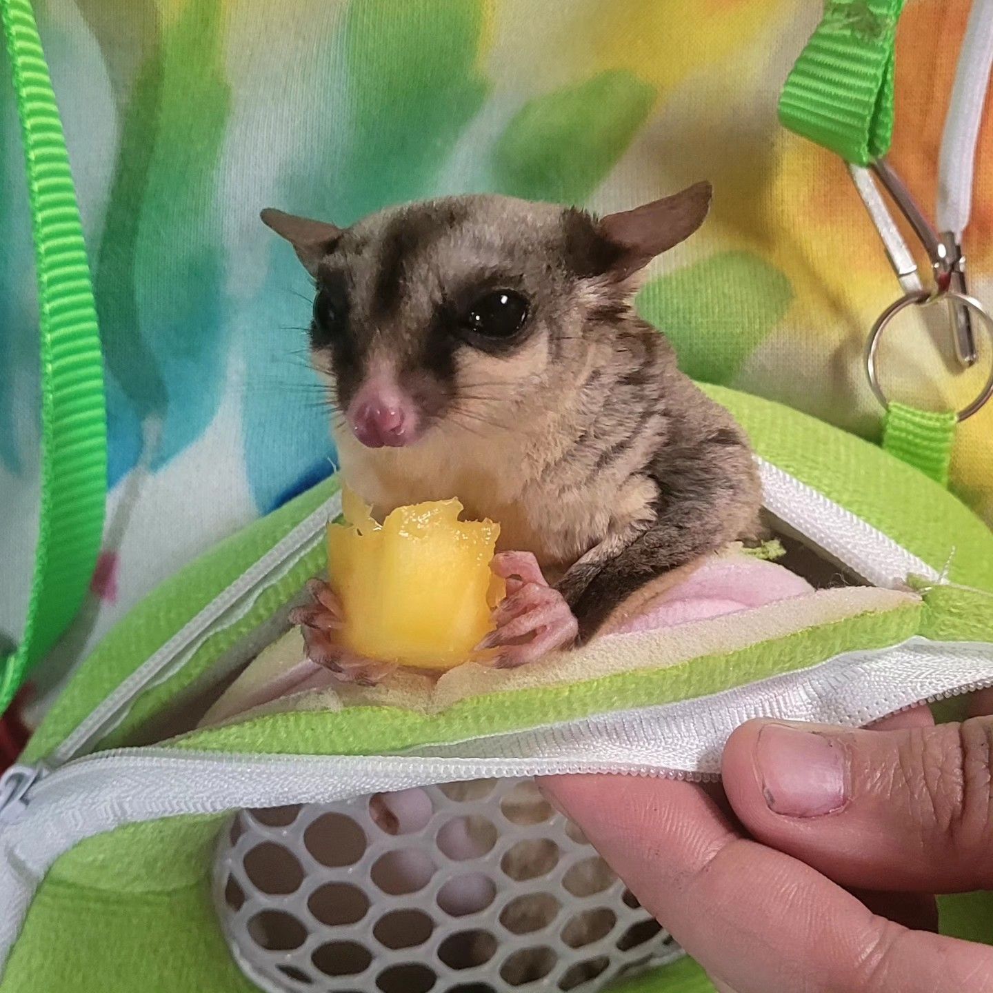 A person is holding a small animal in a green bag.