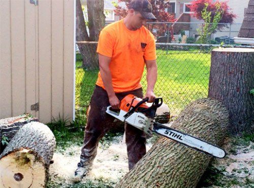 Tree removal