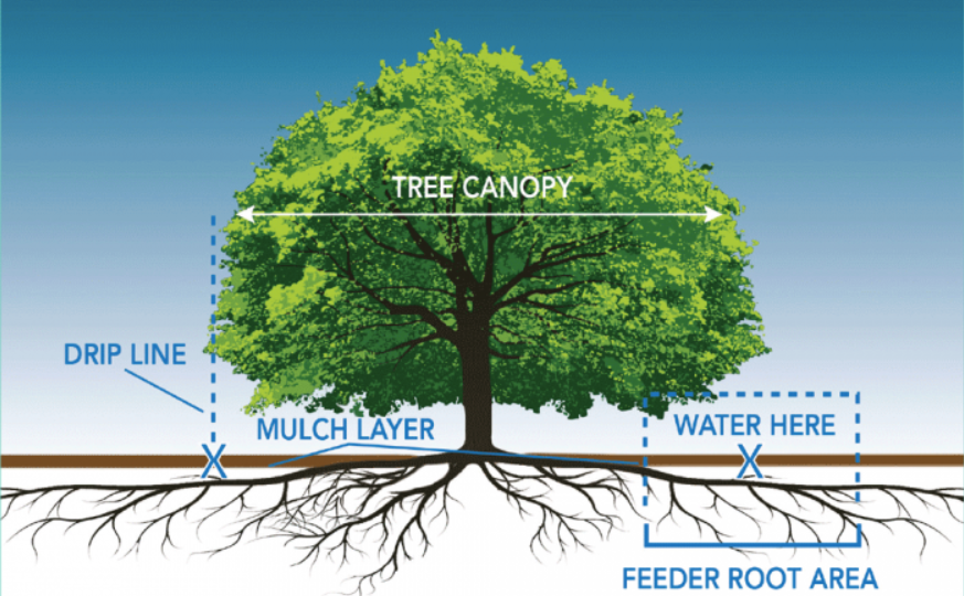 Tree Care Tips for Homeowners