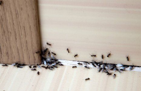 Pest control, ants