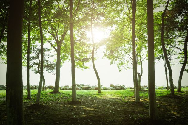 Sunlight shining through tall trees in a green forest clearing