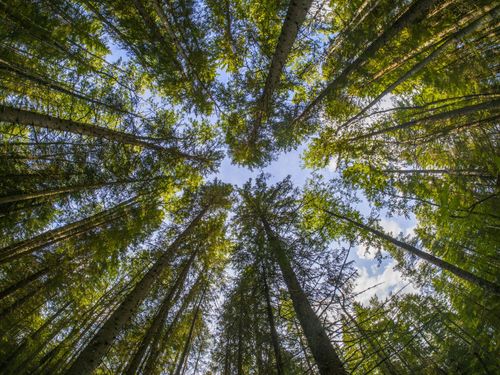 Looking up at tall green trees framing a patch of blue sky with wispy clouds