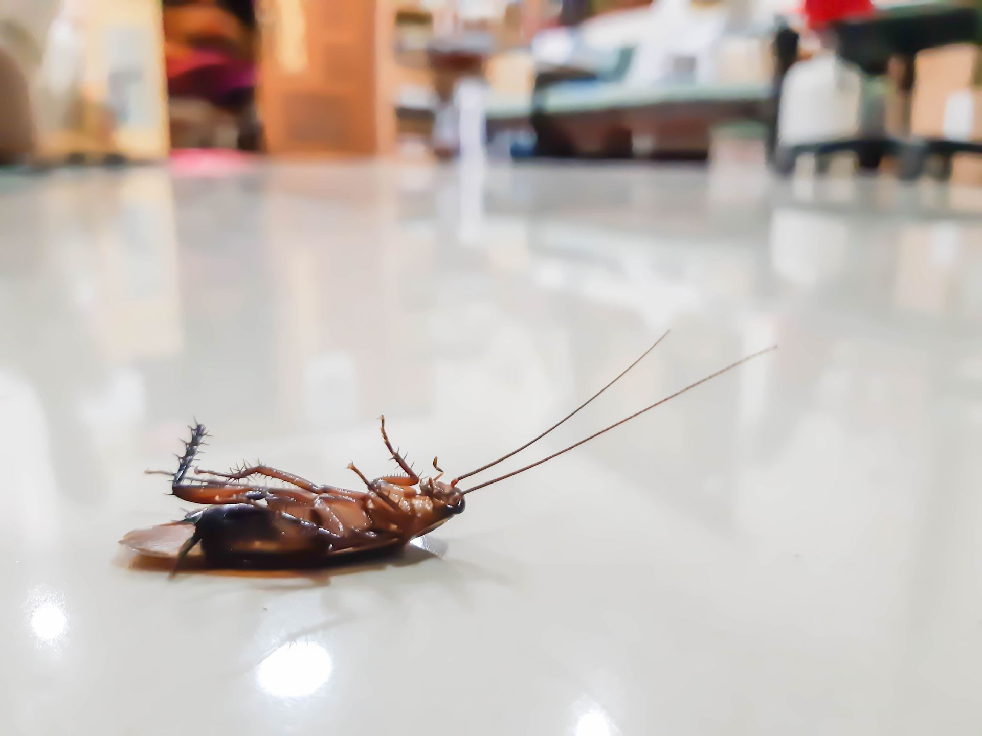 pest control