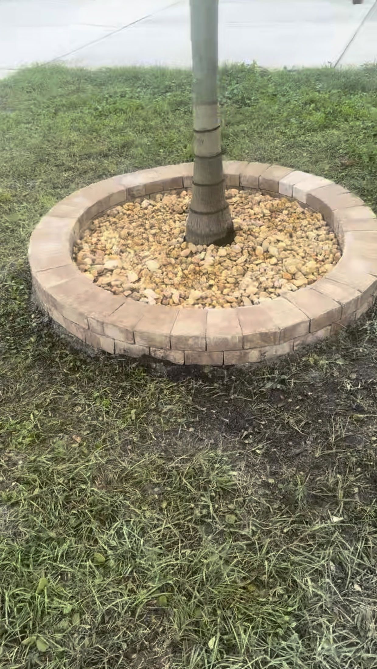 A tree is surrounded by bricks and mulch in a circle.