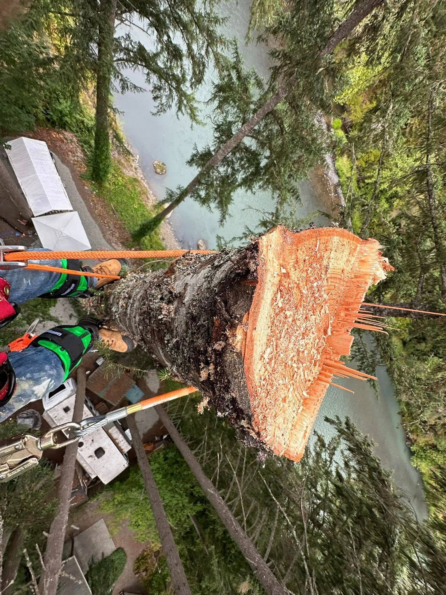 A person is cutting down a tree with a chainsaw.