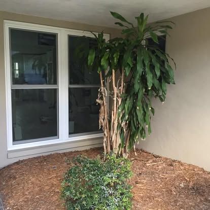 Covered porch with large window, mulch bed, and a tall leafy plant beside the wall
