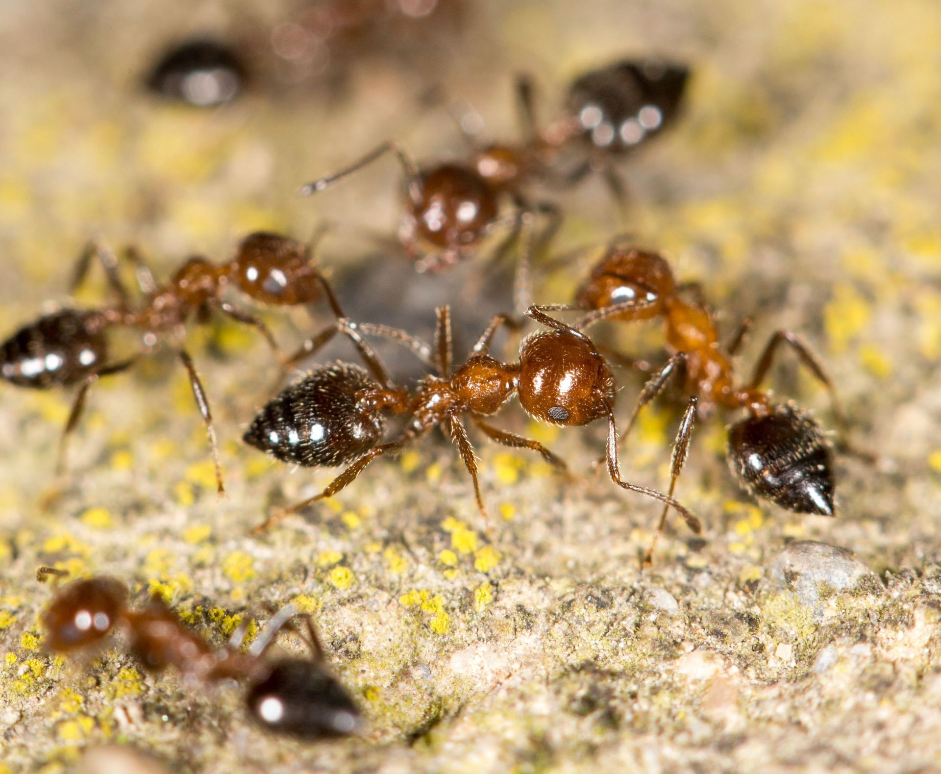A group of small, reddish-brown ants with dark abdomens crawling on a textured, yellowish-grey surface.