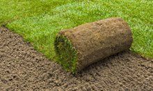 SOD roll