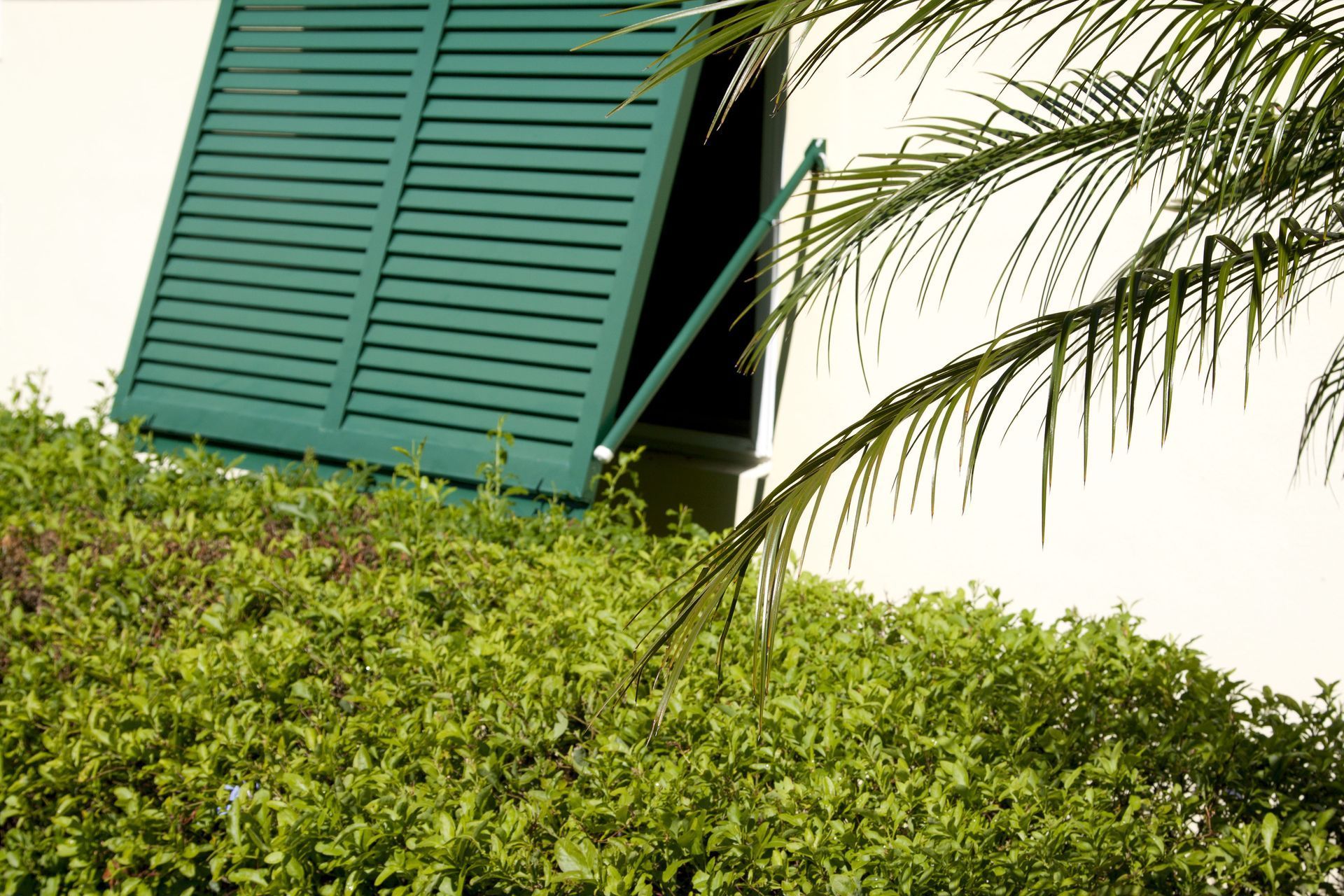 Green shutters open above a hedge, with a palm frond in the right foreground.
