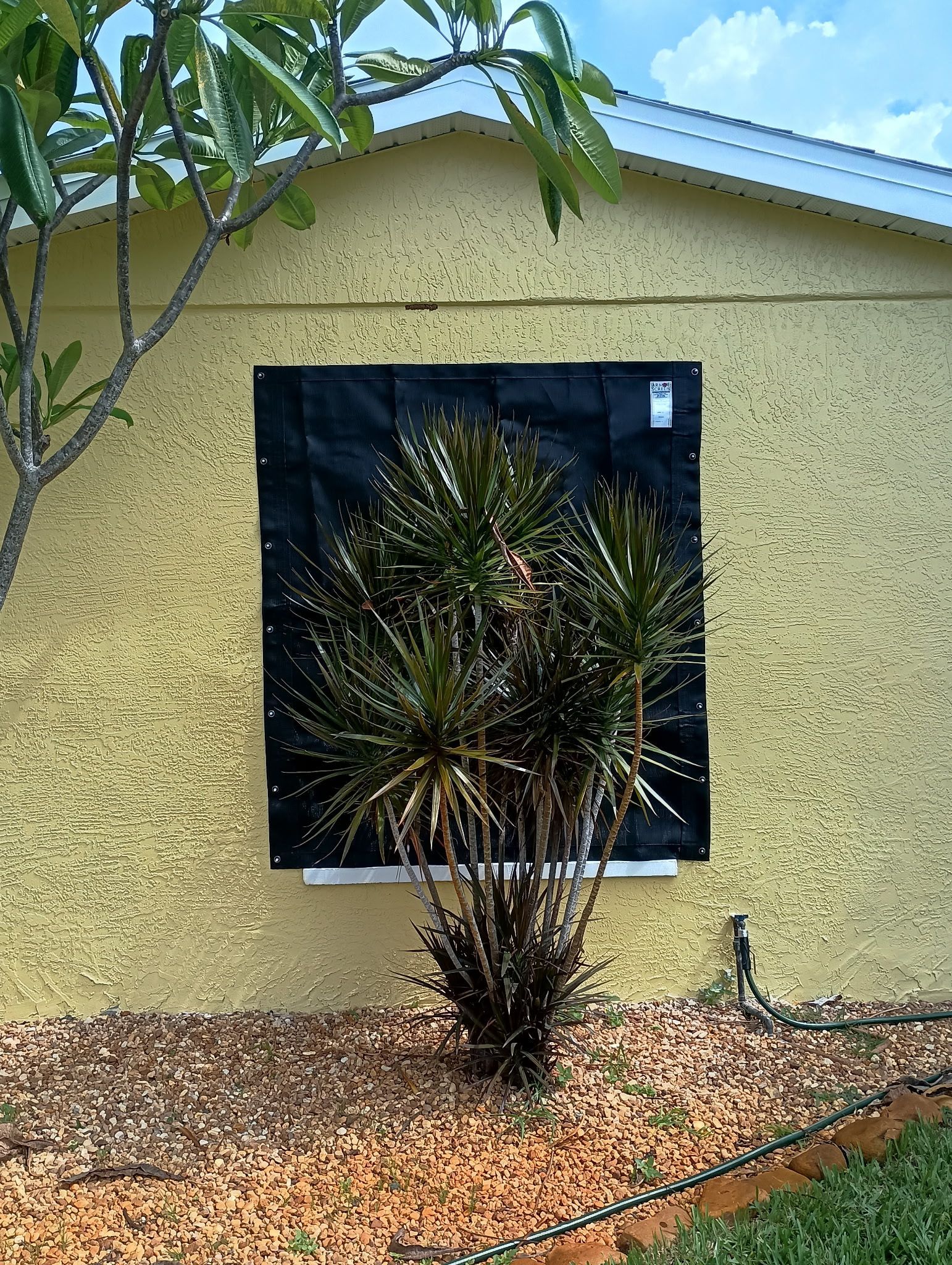 Yellow house with a black window covering and a green plant in front of it.