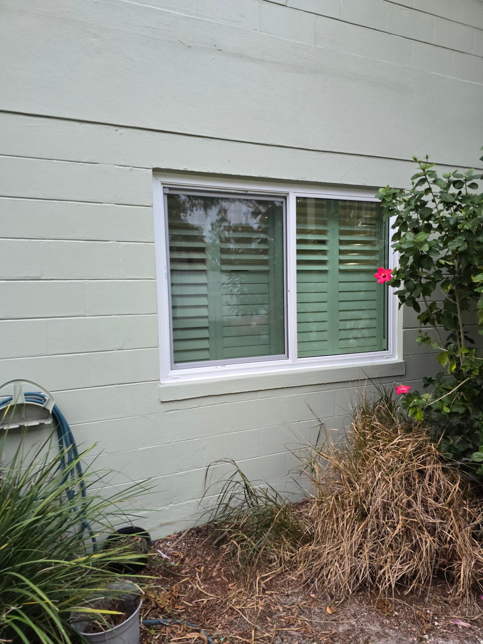 Window with green shutters in a light green painted house wall, with dry brush and flowers below.